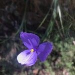 Patersonia glabrata Flor