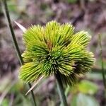 Cyperus haspan Fleur