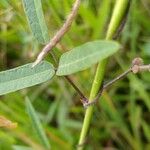Centrosema virginianum Hoja