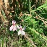 Pelargonium quinquelobatum Květ