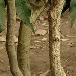 Lepisanthes senegalensis 樹皮