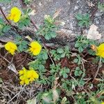 Ononis striata Flower