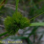 Carex bohemica Плід