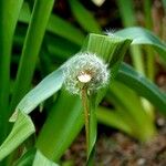 Taraxacum erythrospermum 果