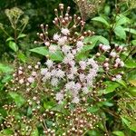 Ageratina ligustrina Flor