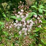 Ageratina ligustrina Blomma