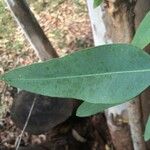 Corymbia citriodora Lapas