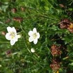 Parnassia palustris Cvet