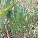 Phyllostachys viridis 葉