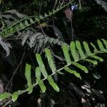 Serpocaulon maritimum Leaf