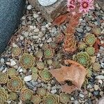 Sempervivum marmoreum Λουλούδι