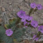 Phacelia calthifolia Habitatea