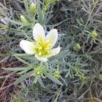 Peganum harmala Flower