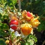 Solanum sisymbriifolium 果