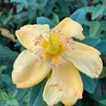 Hypericum × hidcoteenseFiore