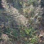 Eragrostis cylindriflora Flower