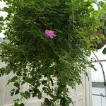 Dissotis rotundifolia 整株植物