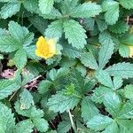 Potentilla reptans 形態