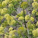 Athamanta montana Flor