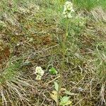 Micranthes integrifolia Hábitos