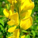 Genista monspessulana 花