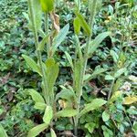 Erigeron philadelphicus 叶