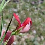 Lathyrus cicera Blomst