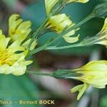 Crepis praemorsa Flower