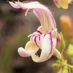 Keckiella breviflora Flower