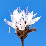 Cephalaria transsylvanica Λουλούδι