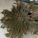 Selaginella lepidophylla Лист