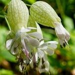 Silene vulgaris Flor
