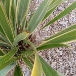 Phormium tenax Облик