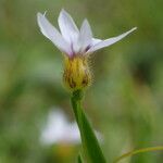 Sisyrinchium rosulatum Flower