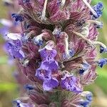 Nepeta tuberosa Цветок