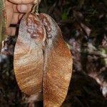 Paramachaerium gruberi Fruit