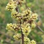 Rhus aromatica പുഷ്പം