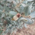 Quercus rotundifolia Fruit
