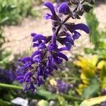 Salvia pratensis ফুল