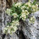 Potentilla caulescens Fuelha