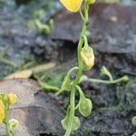 Utricularia stellaris Frutto