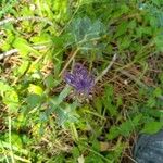 Muscari matritense Flower