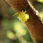 Lindera praecox Flower