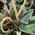 Peperomia caperata Συνήθη χαρακτηριστικά