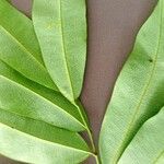 Hylodendron gabunense Hoja