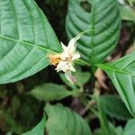 Palicourea longiinvolucrata Flower