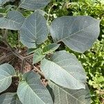 Datura inoxia Leaf