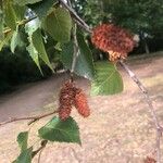 Betula ermanii Fruit