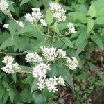 Austroeupatorium inulifolium Květ