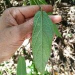 Passiflora multiflora Leaf